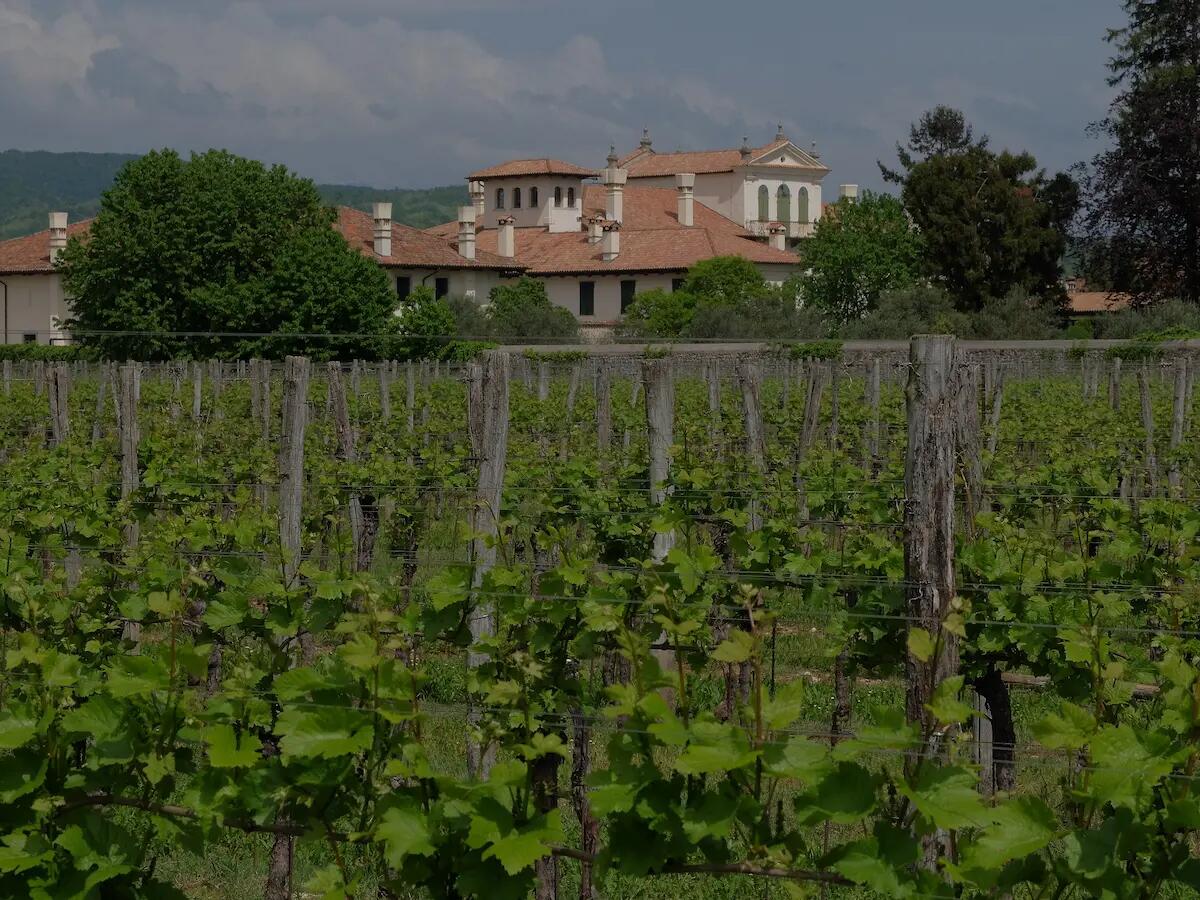 Week End di San Martino, appuntamento a Villa De Claricini con cantine aperte - 