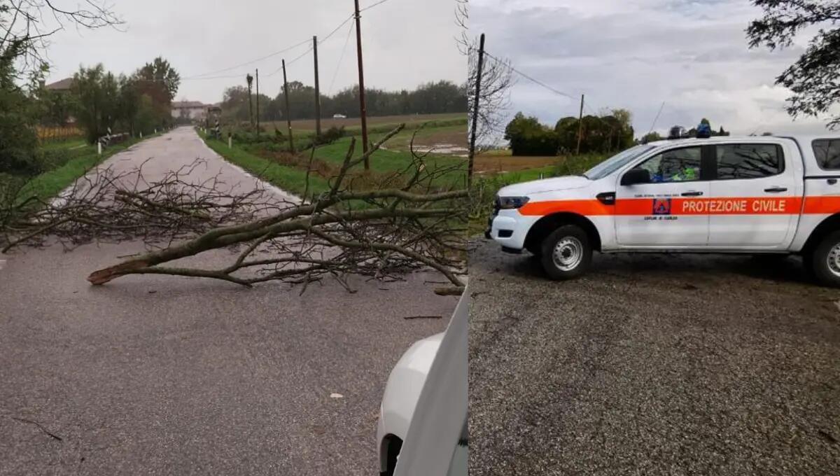 Maltempo, alberi a terra lungo la Regionale 352 ad Aquileia | FOTO - 