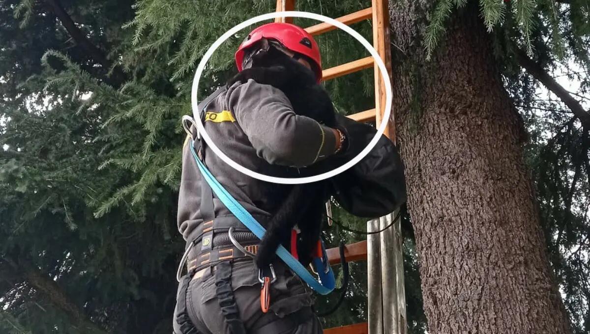 Bloccato a oltre 12 metri in cima al pino: "Omero" soccorso dai pompieri - 