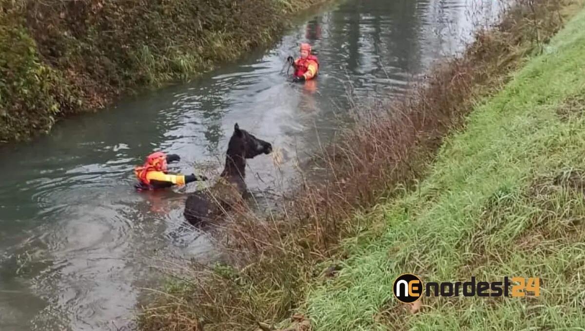 Il cavallo finisce nel canale e rimane bloccato, i pompieri lo salvano - 
