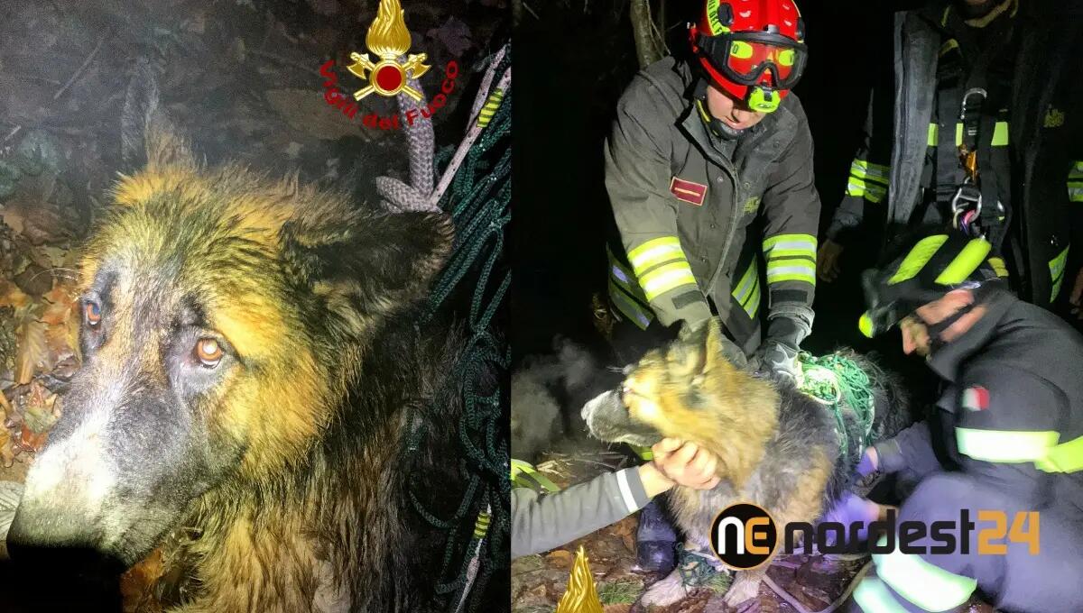 Finisce in un crepaccio di oltre 15 metri: cane pastore salvato dai pompieri - 