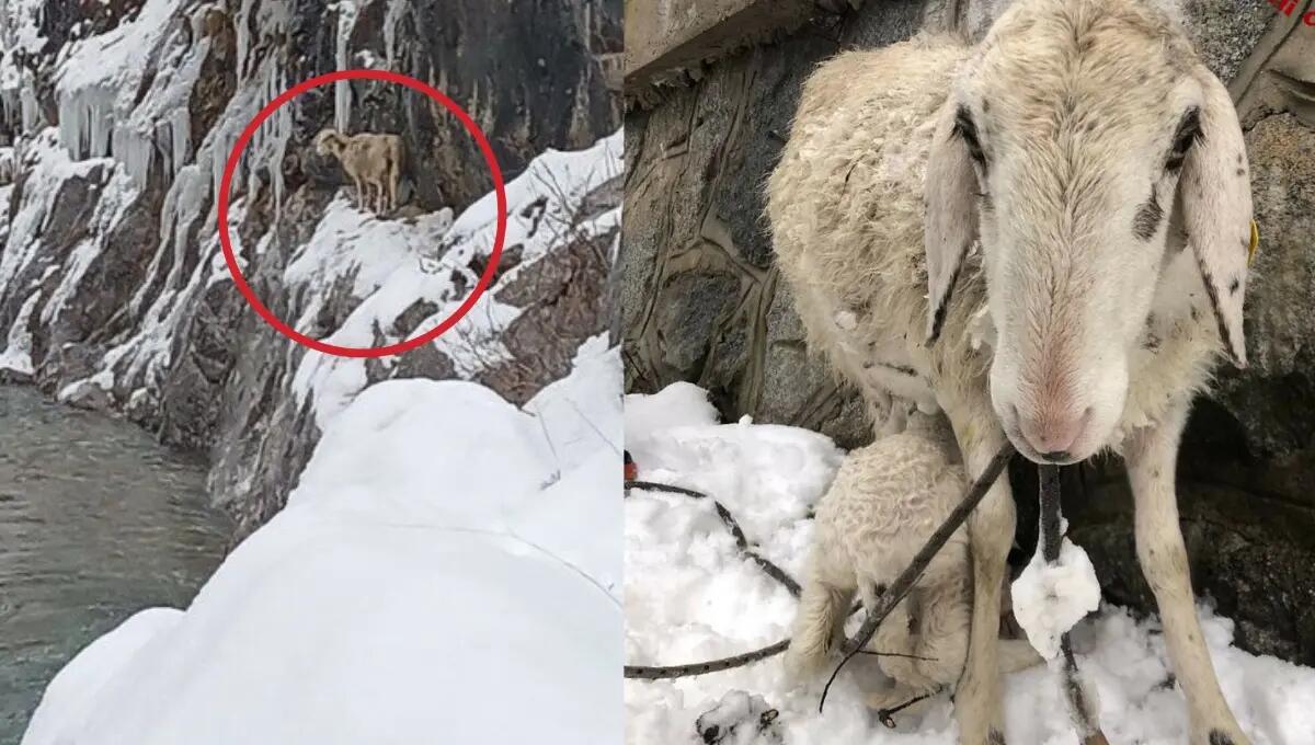Pecora ed agnellino in difficoltà: impegnativo intervento di salvataggio - 