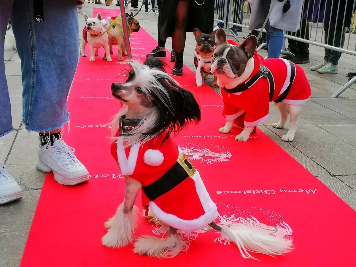 Letture, sfilate a 4 zampe, spettacoli a Teatro: un altro fine settimana ricco di eventi a Monfalcone - 