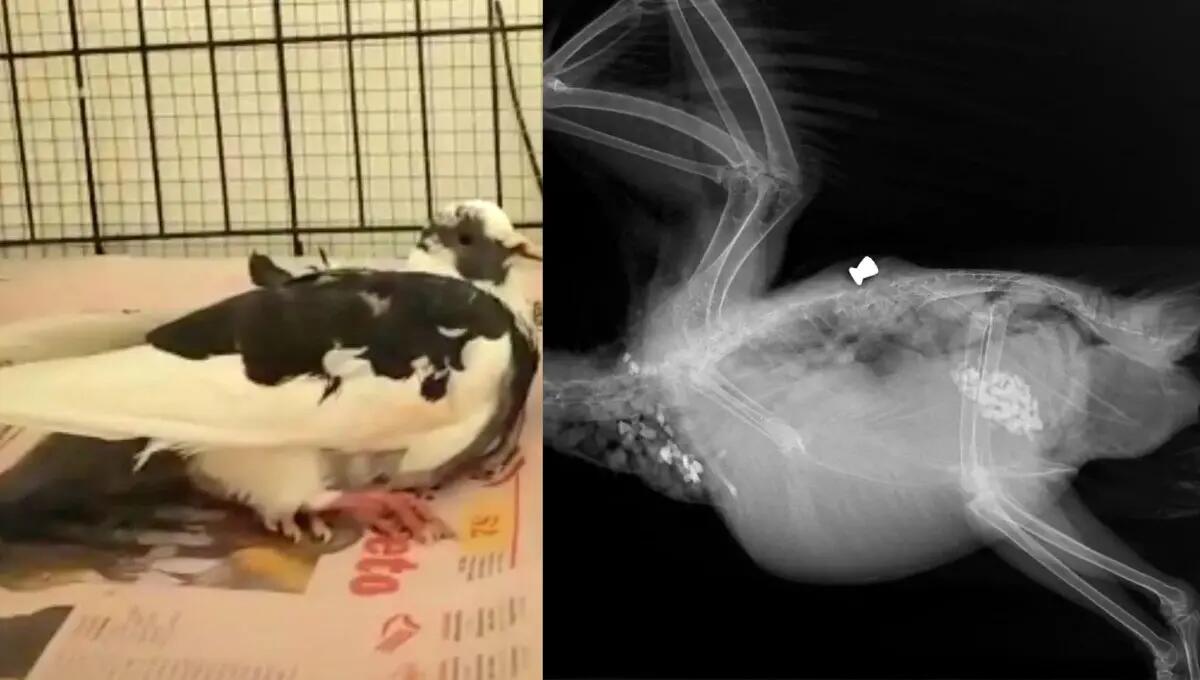 Spara ai piccioni in pieno centro a Treviso con la carabina: il folle gesto - 