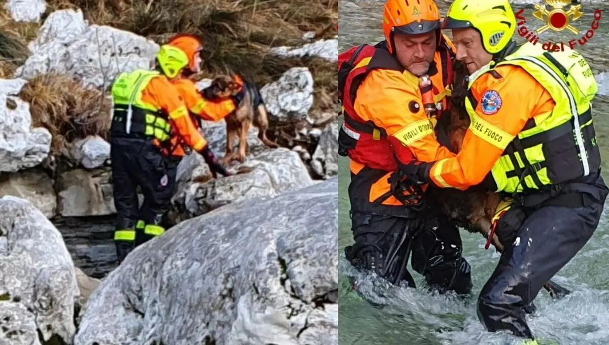 Cucciolo di Pastore Tedesco bloccato nella Forra: salvato dai pompieri - 