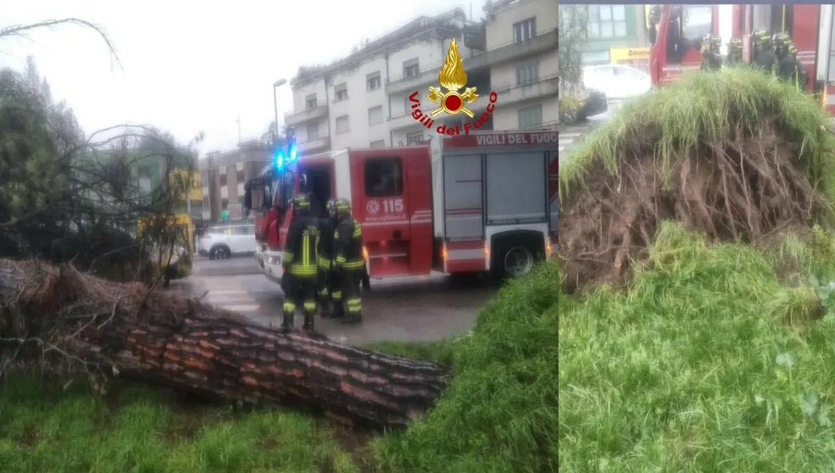 Grosso pino cade su un'auto: 4 feriti, sotto shock -