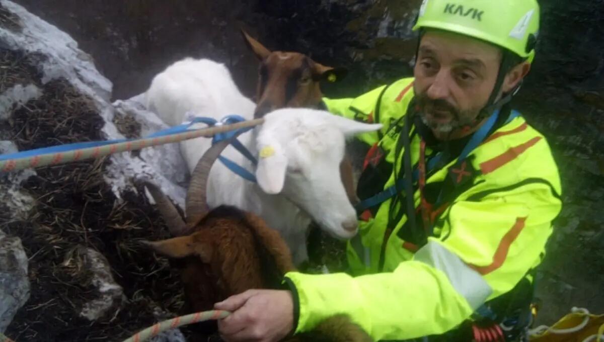 Otto ore di lavoro per strappare alla morte 3 capre bloccate da 5 giorni: l'intervento dei pompieri - 