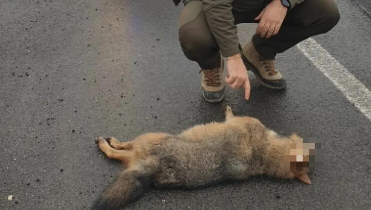 Tavagnacco, sciacallo dorato investito e ucciso in Tangenziale - 