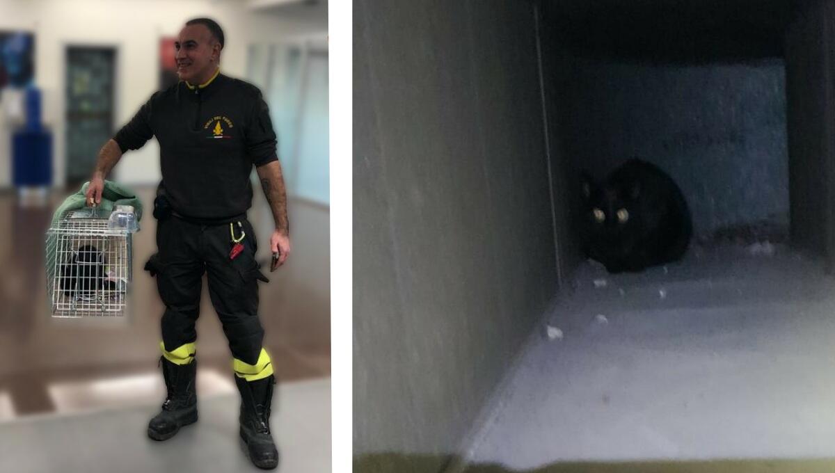 Gattino bloccato nella condotta d'aria di una banca: salvato dai pompieri - 