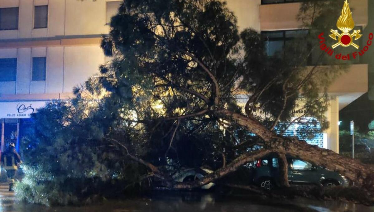 Pino marittimo piomba in piena notte su due auto: danni ingenti - 