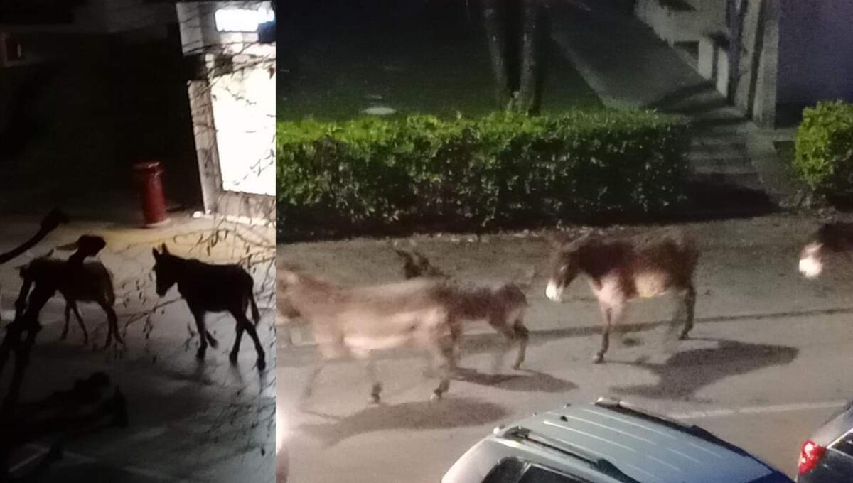 San Vito al Tagliamento, un centinaio tra asini e puledri tra le vie della città dopo la fuga dal recinto - 