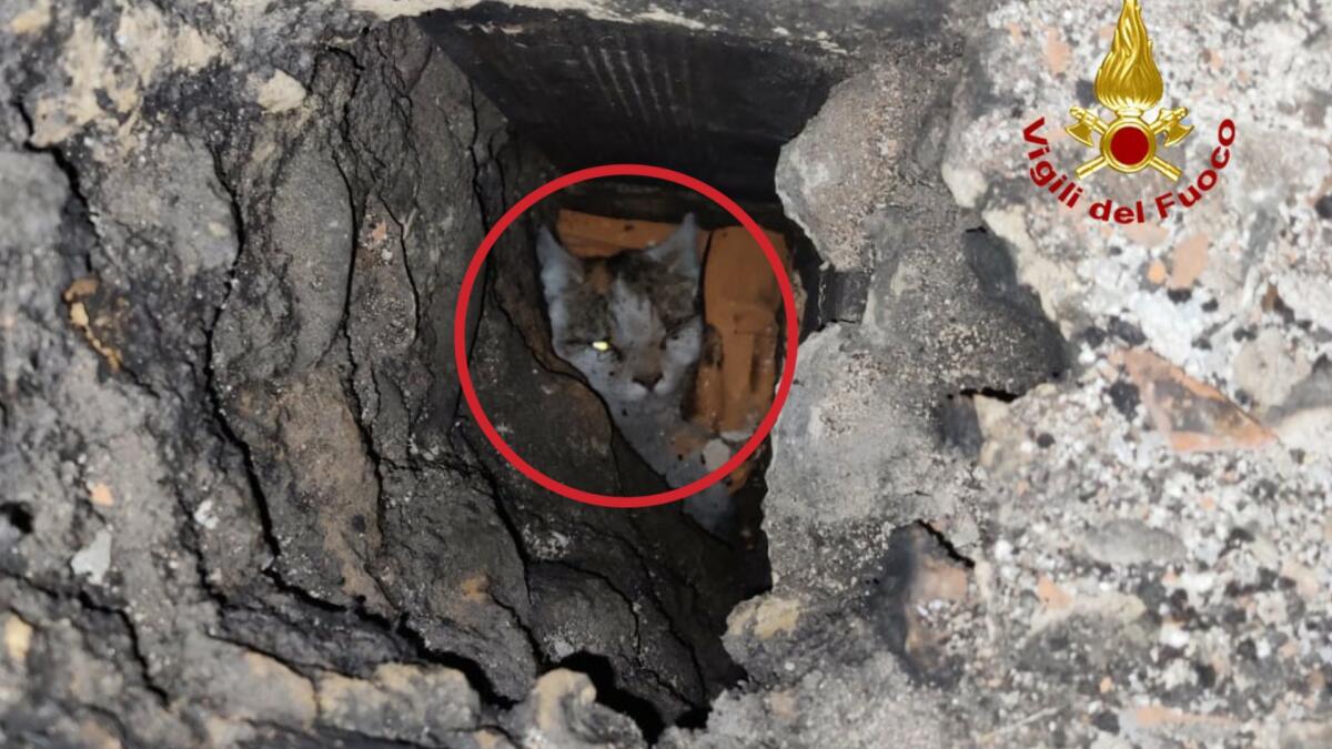 Sentono un miagolio in casa, scoprono un gatto intrappolato nella canna fumaria: salvato dai pompieri - 