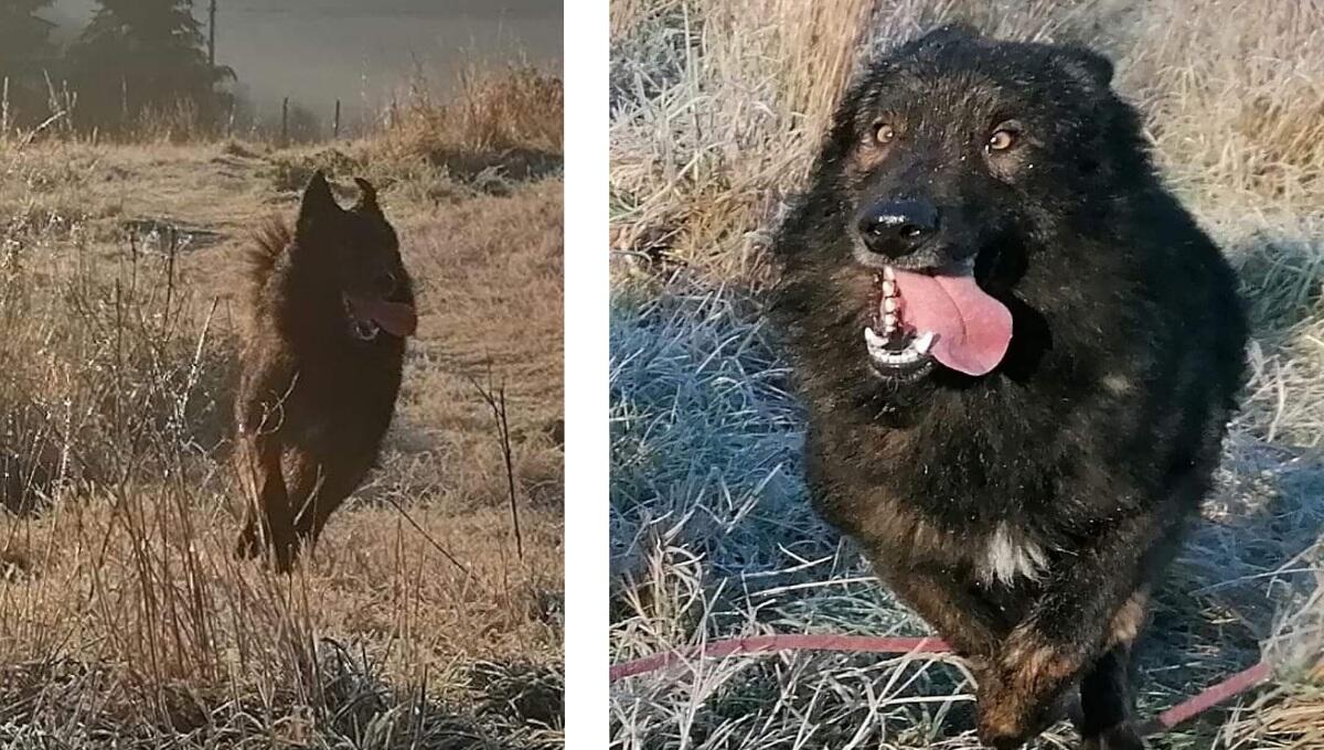 Scambia il cane per un cinghiale, cacciatore lo uccide: addio a Keeran - 