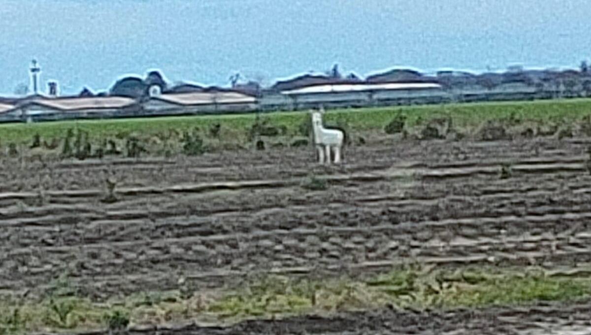 Avvistato un raro esemplare di capriolo albino nei campi del Friuli occidentale - 