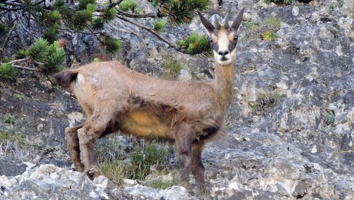 Venzone, sparano dall'auto ad un camoscio in pieno giorno e poi fuggono - 