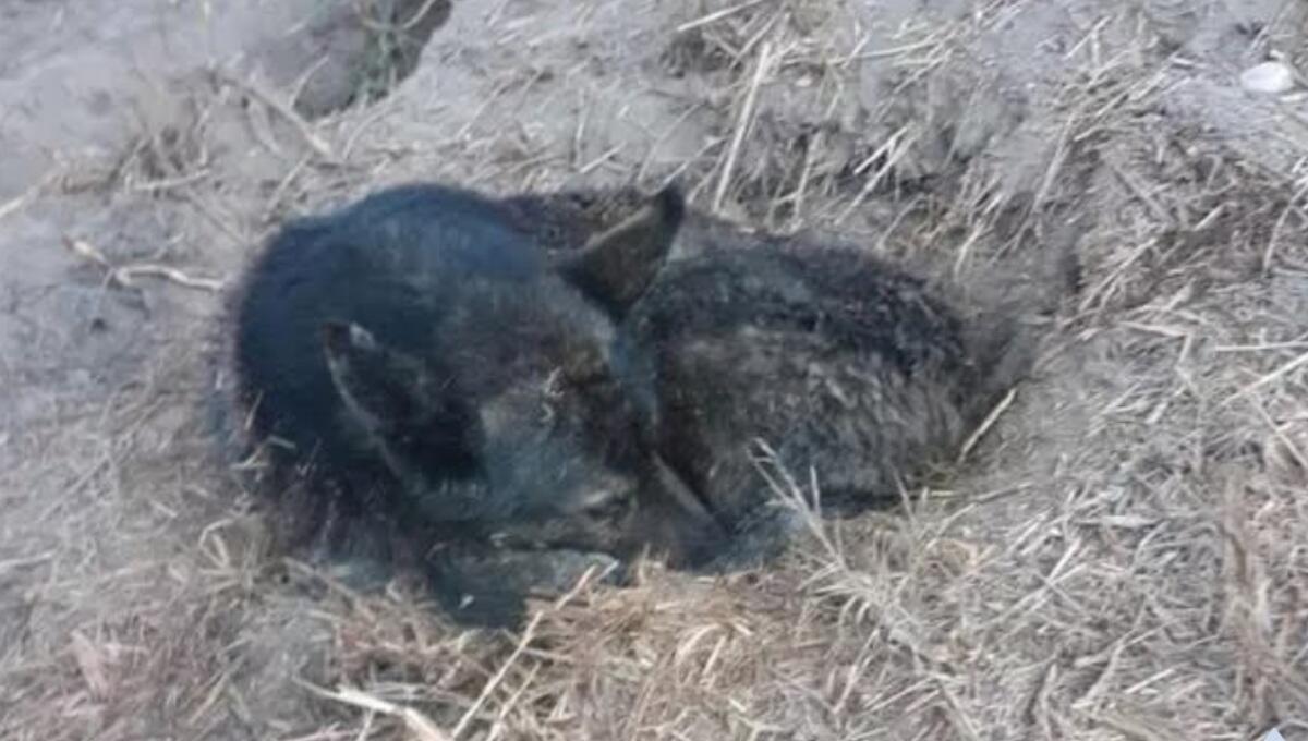 Fugge per i botti di Capodanno, Black ritrovato a 200 km da casa dopo 17 giorni - 