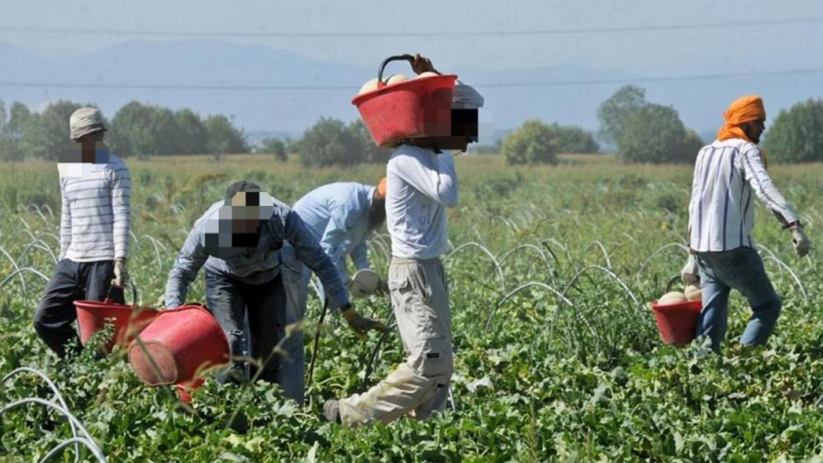 Caporalato tra le vigne, scoperti 30 braccianti rumeni sfruttati tra le campagne - 