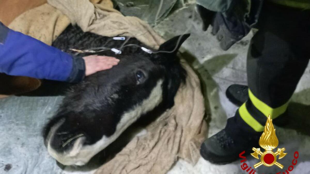 Cavallo bloccato nell'acqua gelata in mezzo al torrente: soccorso dai pompieri - 