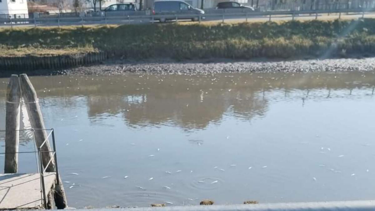 Moria di pesci lungo il fiume Lemene a Concordia Sagittaria: ancora sconosciuta la causa - 