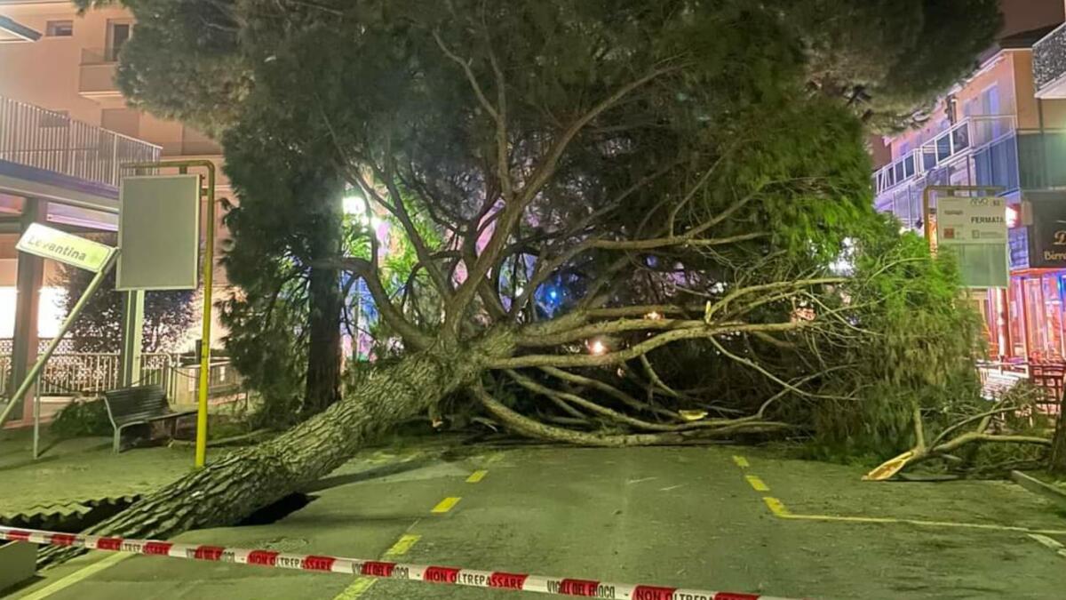Grosso pino piomba improvvisamente sulla strada a Jesolo - 