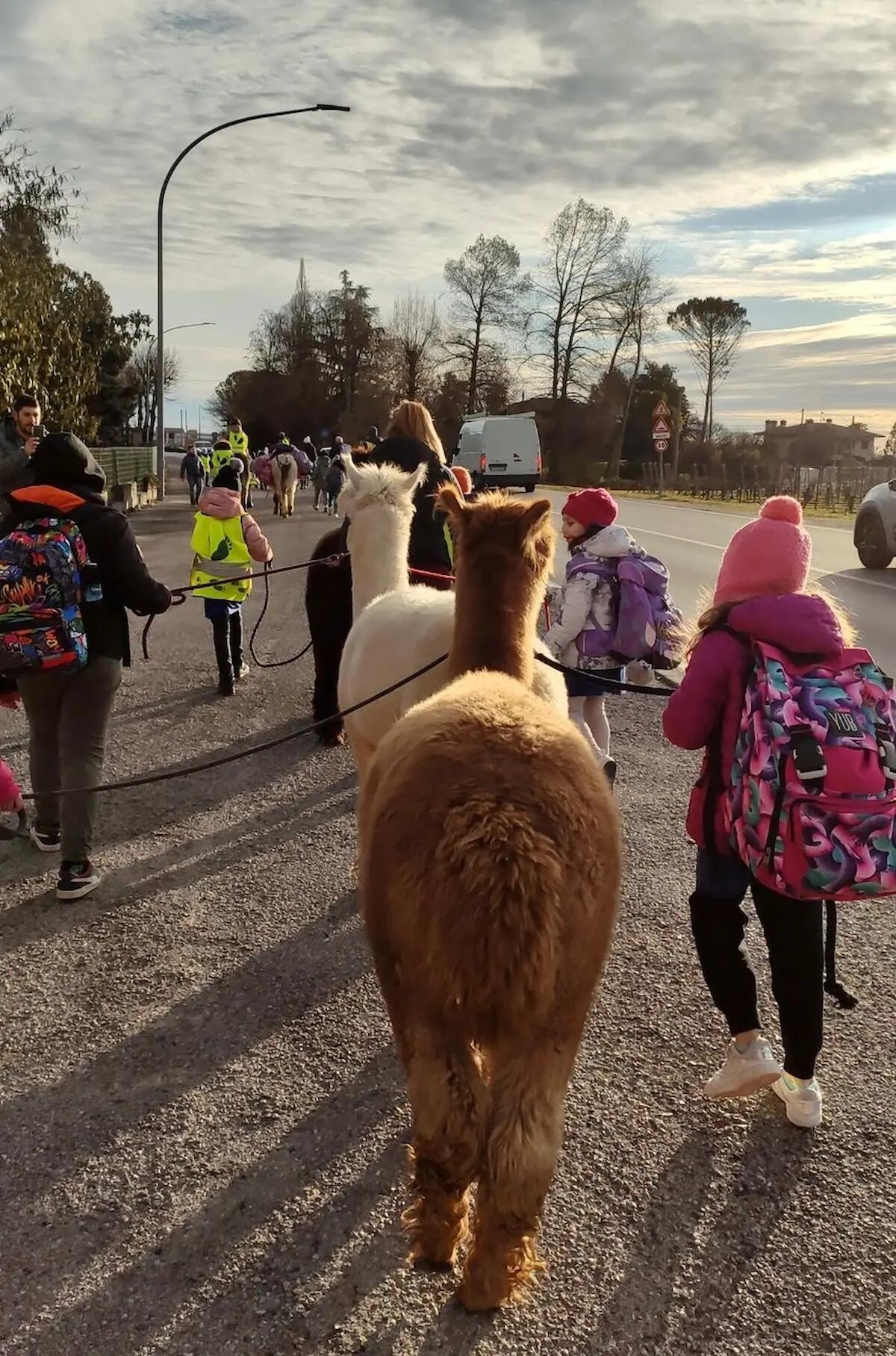 Antica Fiera di Godega 2023 - A scuola con l’Asinobus e in compagnia degli alpaca: tanta curiosità tra i bambini - 