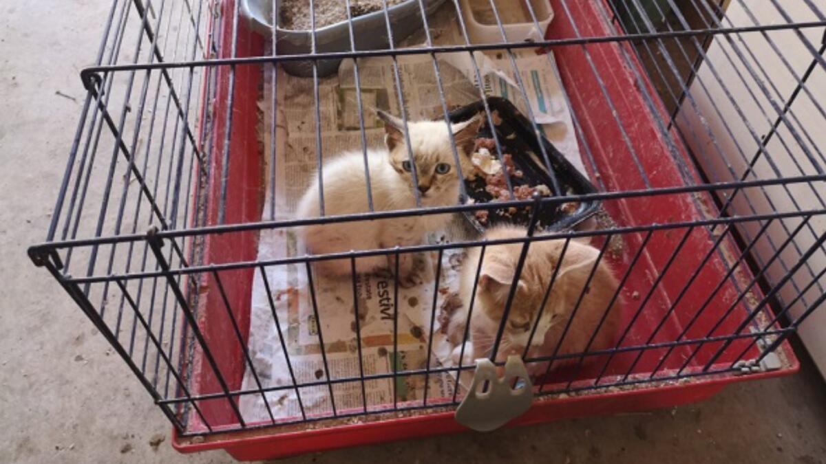 Allevatori abusivi, 16 gatti in casa chiusi in piccole gabbie: condannati - 