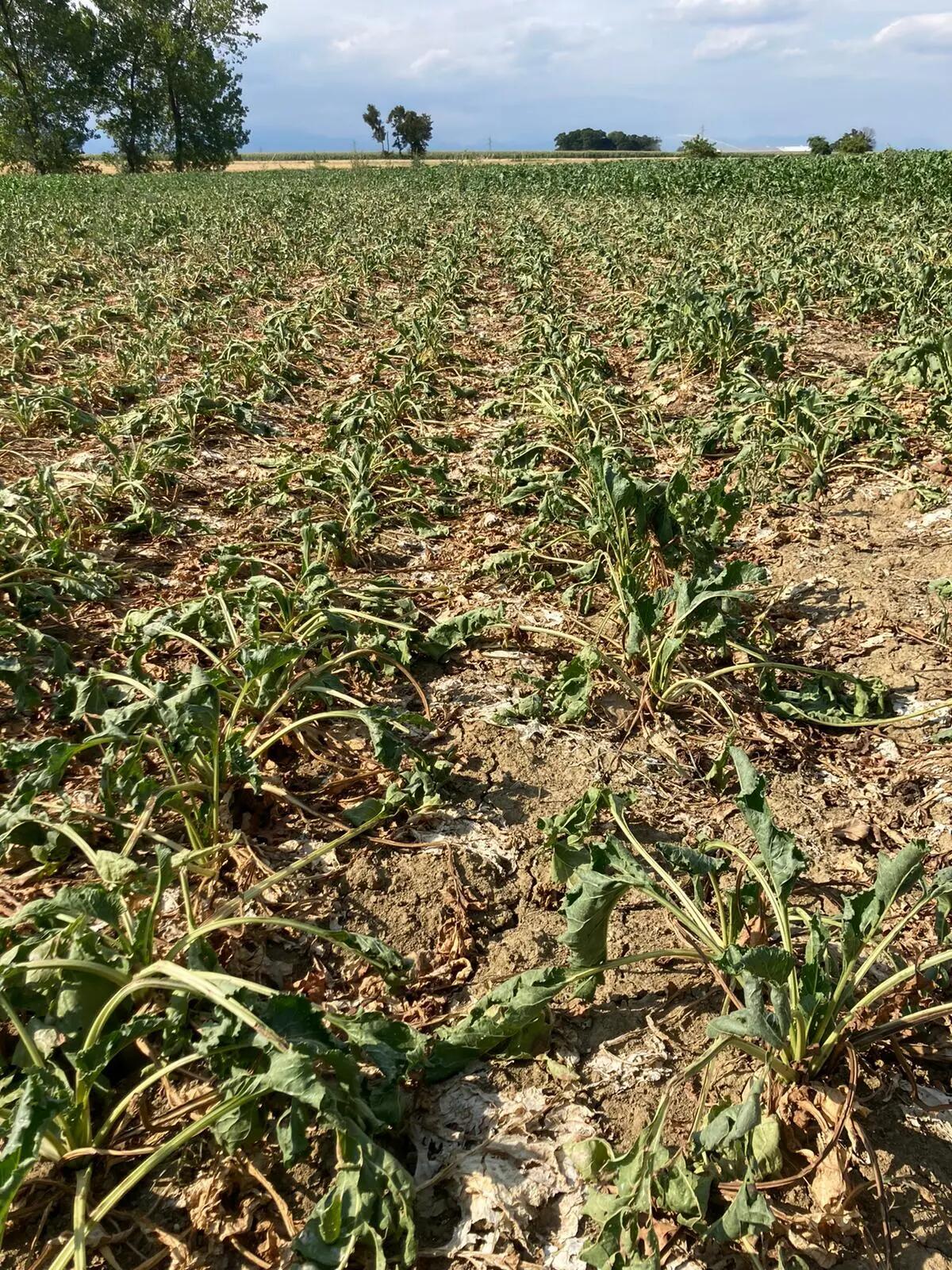 Siccità, nella Marca rischio mais rese zero. Per i danni si punta sul fondo Agricat - 