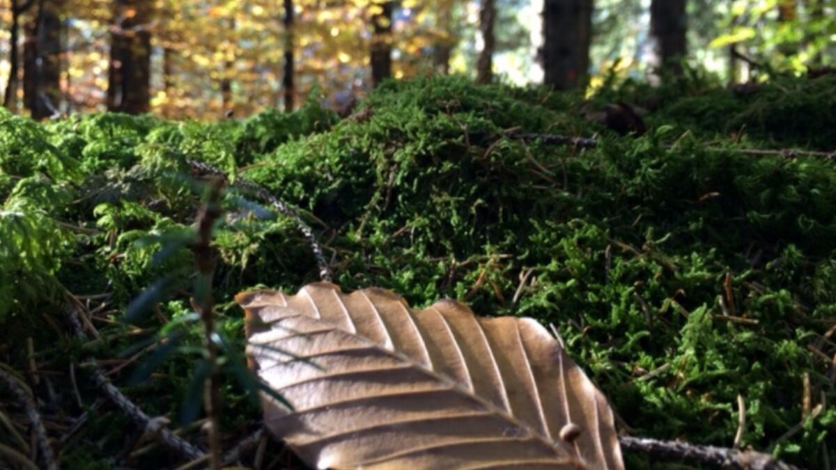 Nuove risorse per il Consorzio Boschi Carnici - 