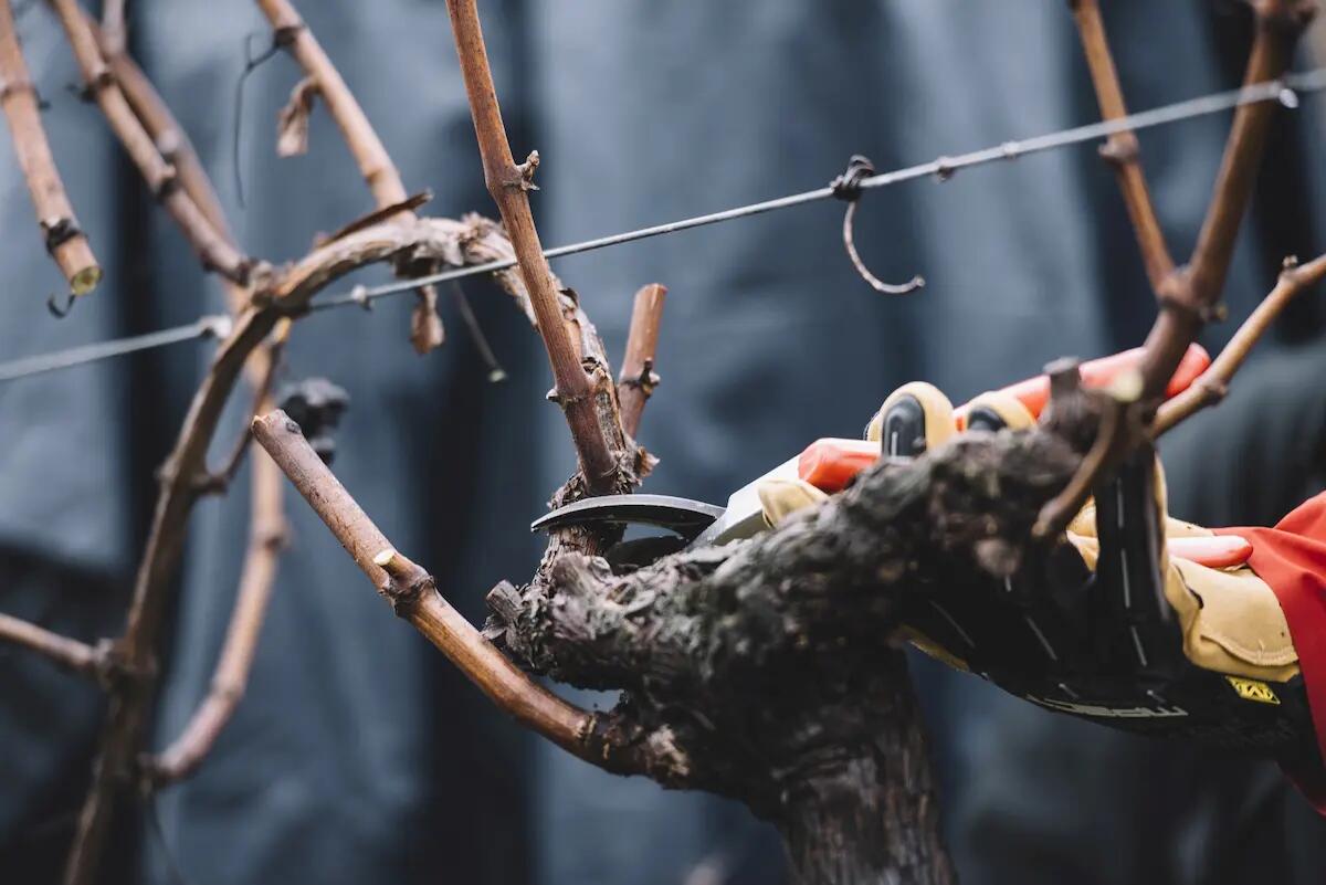 Confagricoltura Fvg: inflazione e siccità 2022 penalizzano gli agricoltori - 