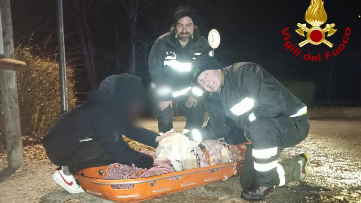 Insegue un cervo e precipita nella forra per 20 metri: soccorso un Pastore Svizzero, ferito - 