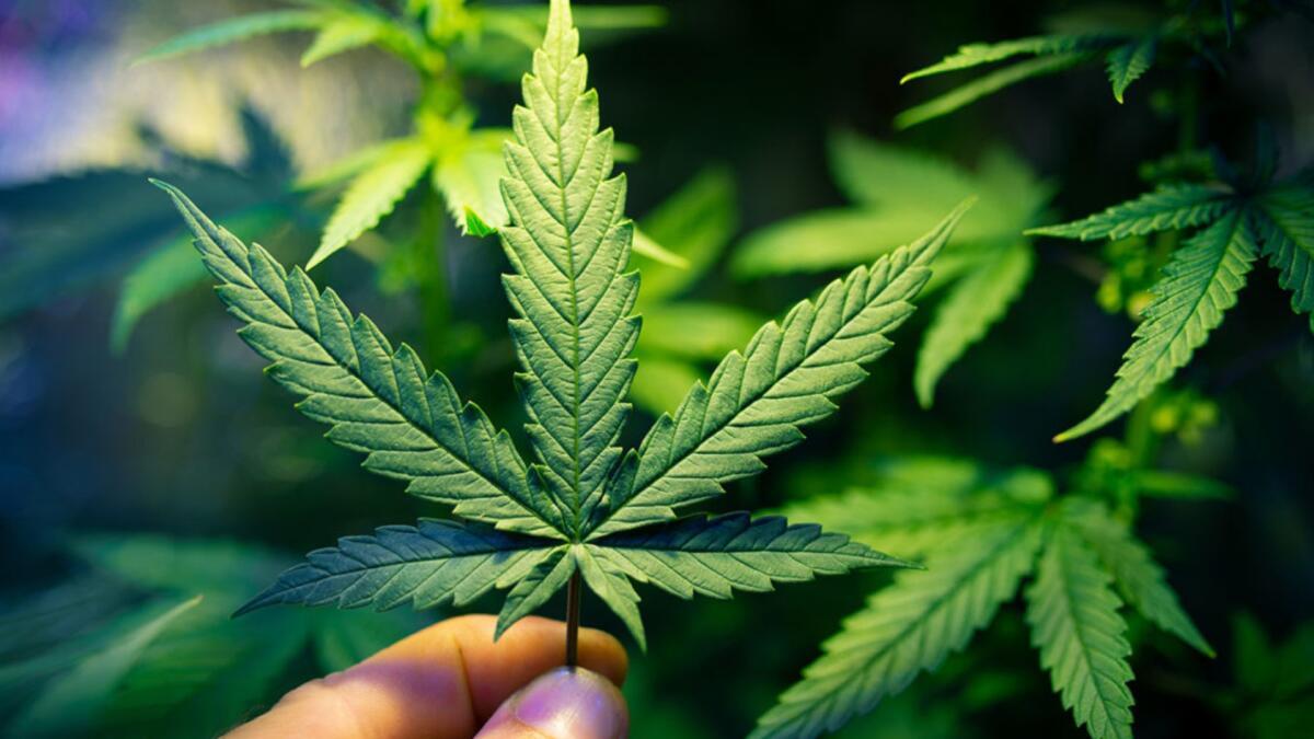 CBD e cannabis: perché non sono la stessa cosa? Le differenze tra le due sostanze - 
