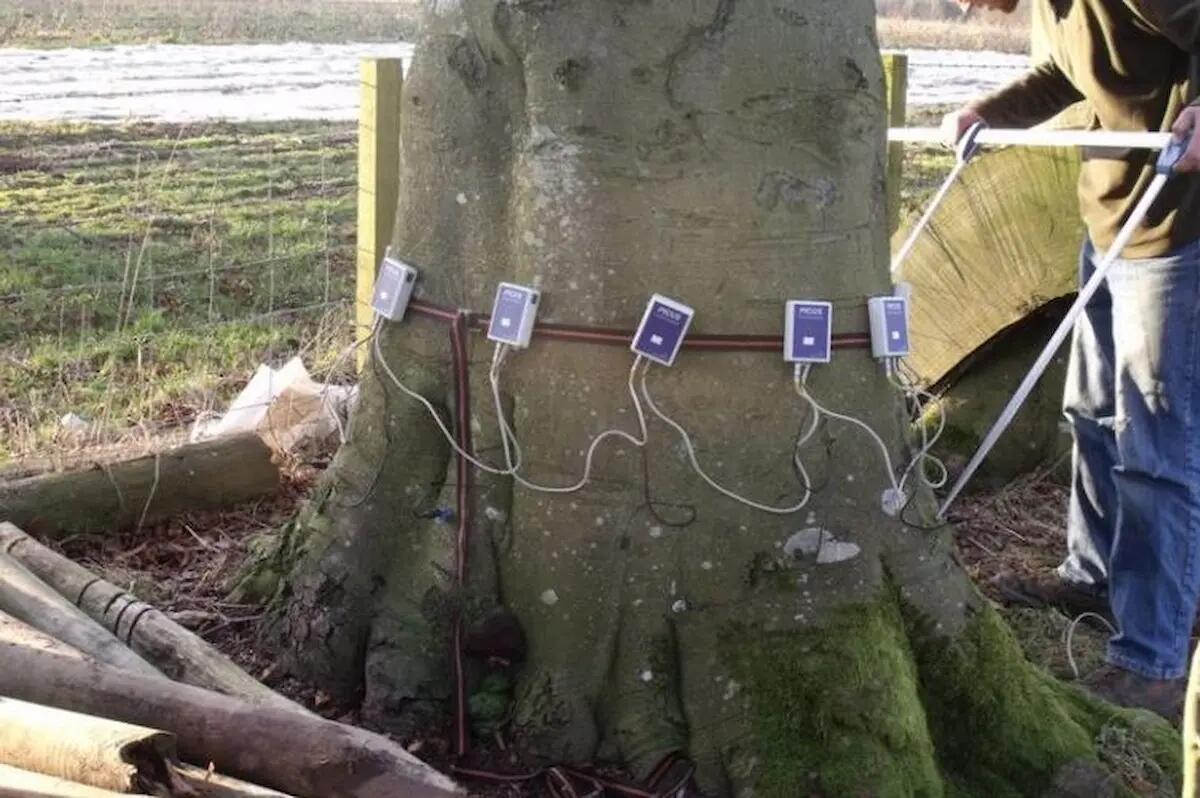 GEA gestirà lo studio del patrimonio arboreo di Pordenone - 