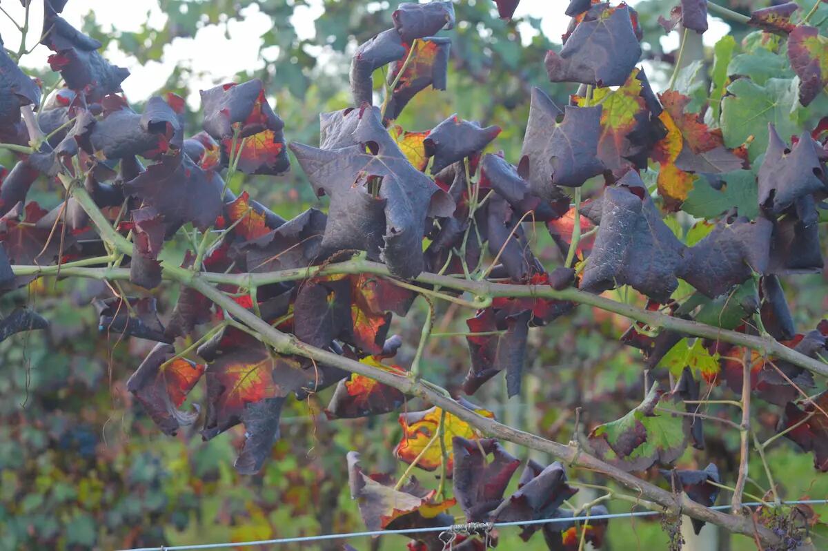 Vino, Confagricoltura Fvg: contro la flavescenza dorata servono più strategia, ricerca, tecnici e risorse - 