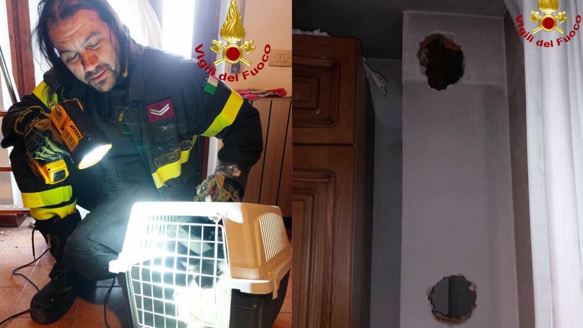 Gatto intrappolato in una canna fumaria: salvato dai pompieri - 