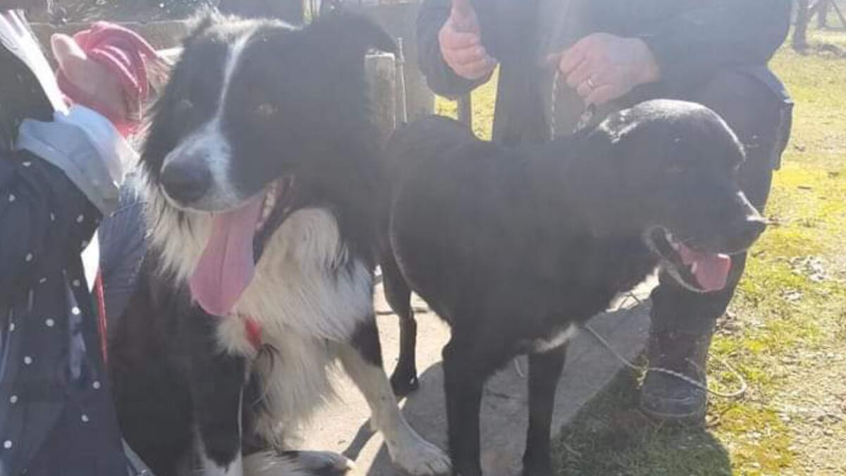 Portogruaro, in fuga per i botti di Capodanno: Ricky ritrovato dopo 42 giorni - 