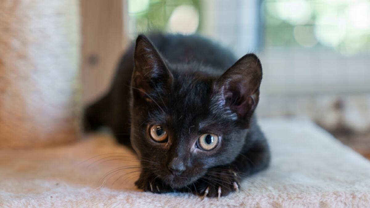 Torturano un gattino facendolo morire: è caccia alle bestie - 