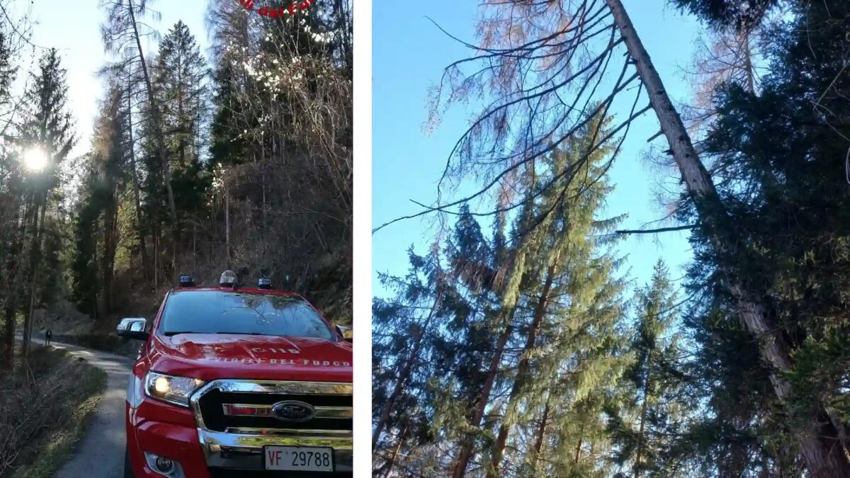 Larice di 40 metri rischia di cadere sulla strada: l'intervento dei pompieri - 