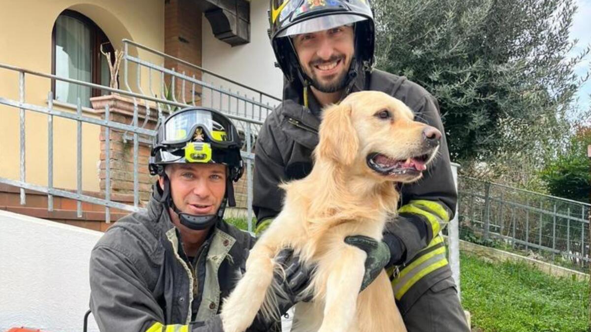 Incastrato nella ringhiera di casa, Golden Retriever liberato dai pompieri - 