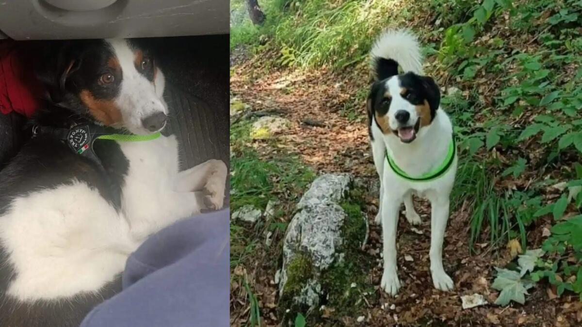 "Zanna" ritrovato dopo 6 giorni dalla scomparsa: «è molto stanco, ma sta bene» - 