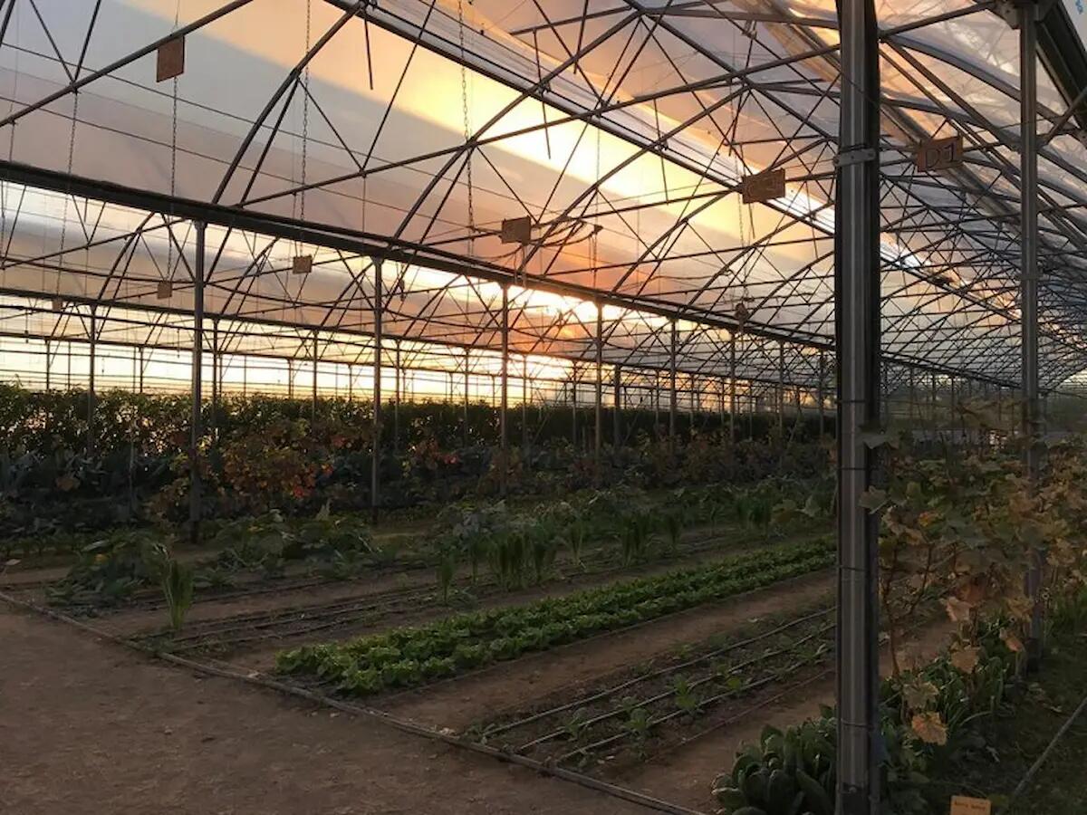 Conegliano, riapre il 21 marzo il Punto Vendita Orto Biologico - 