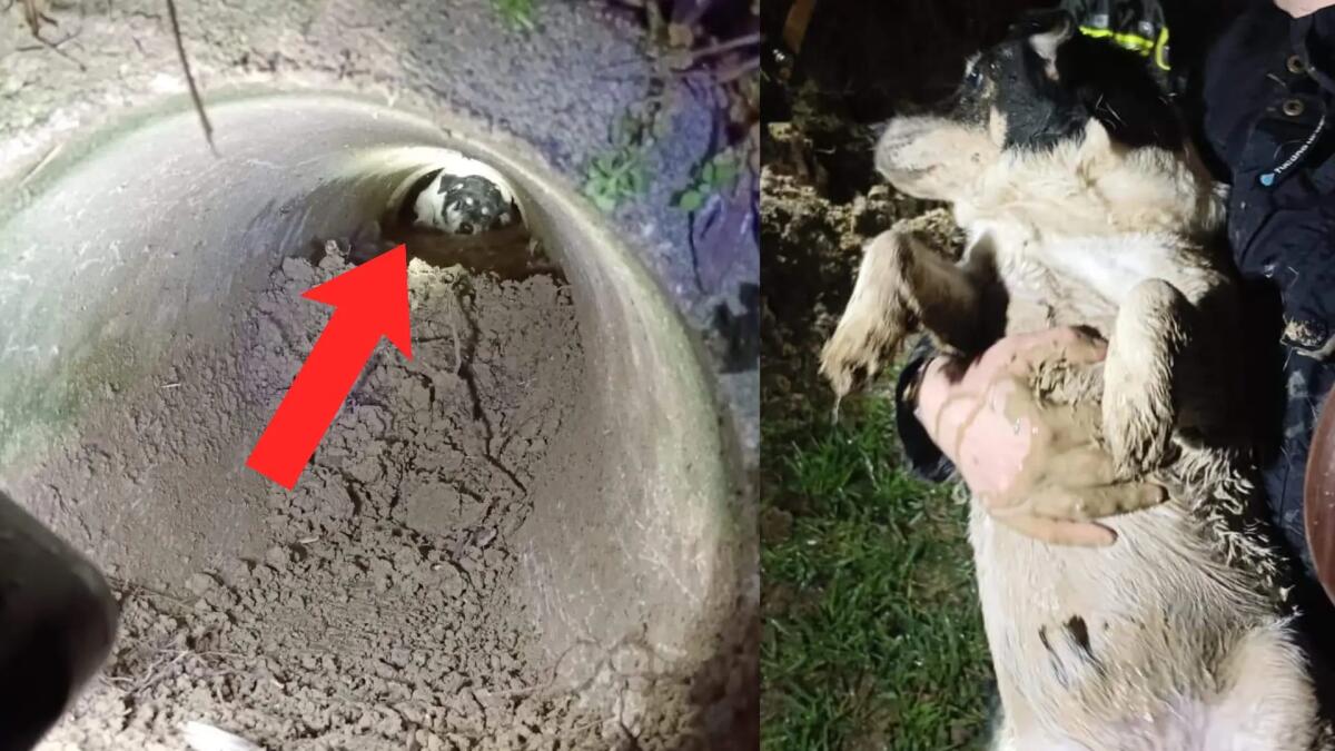 Jack Russell bloccato in una tubazione a Pramaggiore: liberato dai pompieri - 