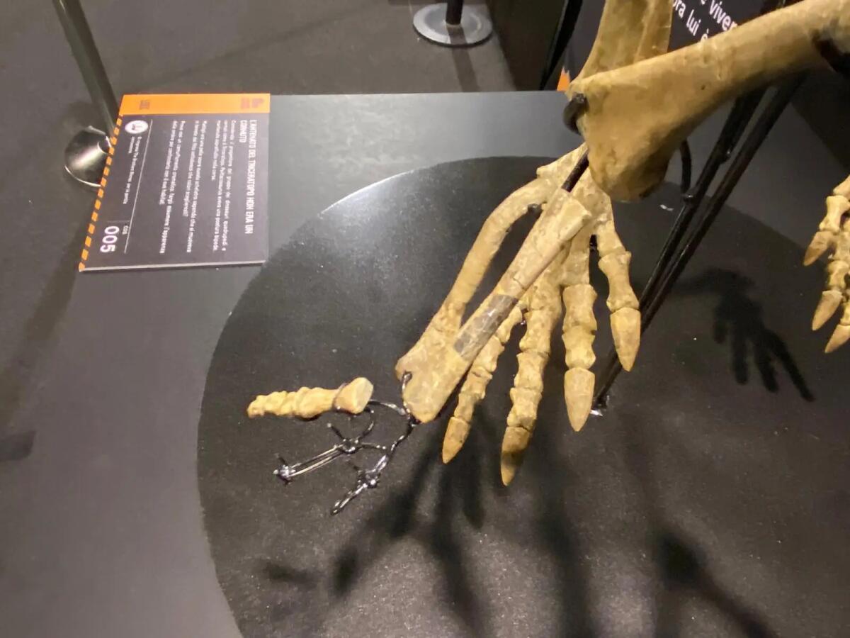 Nuove protesi per il dinosauro derubato degli artigli alla mostra paleontologica di Padova - 