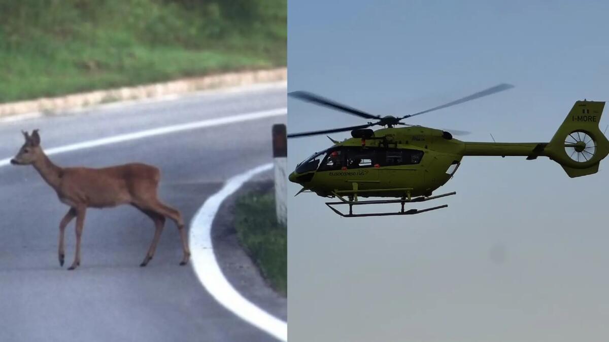 Sbuca un capriolo, motociclista non riesce ad evitarlo: sbalzato per 4 metri - 