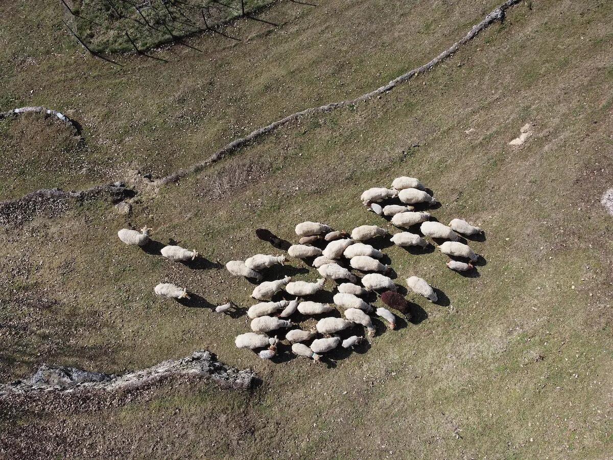Longarone Fiere: pecore di Montagna, alla scoperta della biodiversità ovina veneta - 