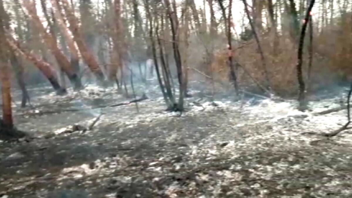 Vasto incendio boschivo a Gonars, il vento alimenta le fiamme - 