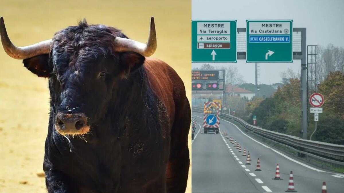 Toro in fuga sulla Tangenziale: in salvo grazie ad un camionista eroe - 