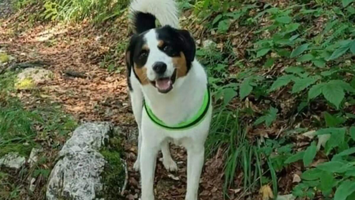 Si cerca 'Zanna', si è persa tra Cave del Predil e Sella Nevea - 