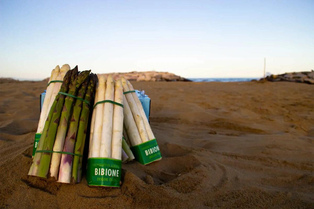 Bibione si veste di Bianco e celebra l’asparago - 
