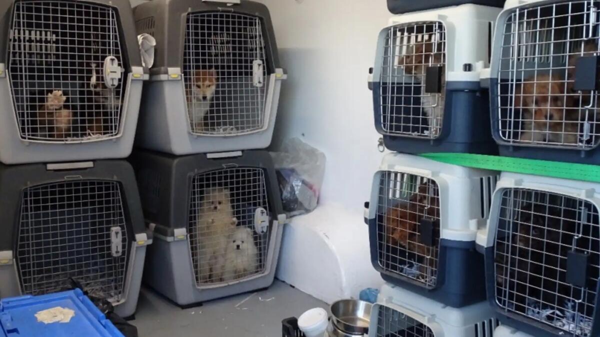 Il viaggio disperato di 34 cuccioli di razza: ecco in quali condizioni sono stati trovati in Friuli Venezia Giulia - 