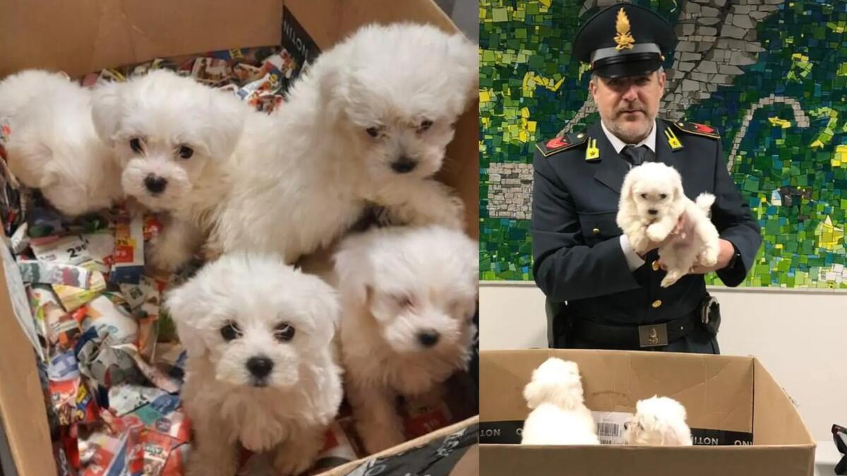 Trasporta 5 cuccioli di Maltese senza cibo, né acqua e documenti. Denunciato per maltrattamento - 